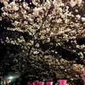目黒川の桜並木の写真_306265