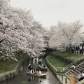小江戸川越春の舟遊の写真_307912