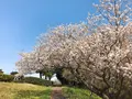 大崎公園の写真_308201