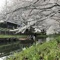 川越氷川神社の写真_309552