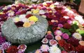 龍蓋寺（岡寺）の写真_316048