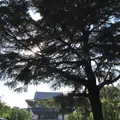 増上寺の写真_318294