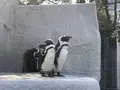 上野動物園の写真_321941
