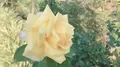 花フェスタ記念公園の写真_330190