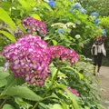 明月院（あじさい寺）の写真_331192