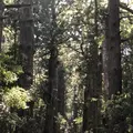 熊野古道大門坂の写真_338940