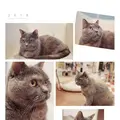 猫まるカフェ 上野店の写真_342402