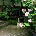明月院（あじさい寺）の写真_344829