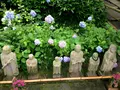 明月院（あじさい寺）の写真_344831