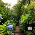 明月院（あじさい寺）の写真_344834