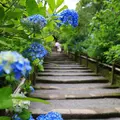 明月院（あじさい寺）の写真_407413