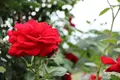 茨城県フラワーパークの写真_586436