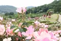 茨城県フラワーパークの写真_586437
