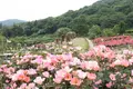 茨城県フラワーパークの写真_586439