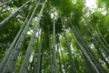 嵐山 竹林の小径の写真_639610