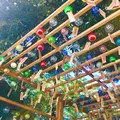 川越氷川神社の写真_643916