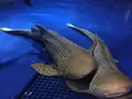 新江ノ島水族館の写真_643935