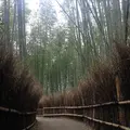 嵐山 竹林の小径の写真_664297