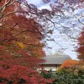 京都の写真_691900