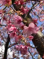 河津桜並木&菜の花ロードの写真_737242