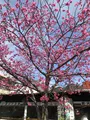 河津桜並木&菜の花ロードの写真_737245