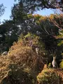 野鳥の島の写真_878283