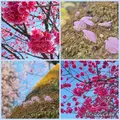 密蔵院の写真_890546