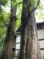 川越氷川神社の写真_915957