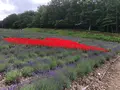 たんばらラベンダーパークの写真_959585