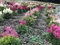 たんばらラベンダーパークの写真_959590