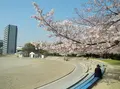 桜の名所の写真_32667