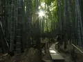 報国寺（竹寺）の写真_50031