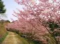 かんざき桜の山桜華園の写真_70680