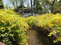 松尾大社の写真_76139