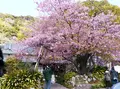 河津桜の原木の写真_511393