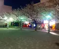 染井吉野桜記念公園の写真_26851