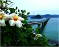 角島の写真_190964