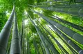 報国寺（竹寺）の写真_315090