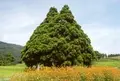 小杉の大杉（トトロの木）の写真_167680