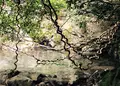 モダマの郷の写真_165330