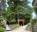 八坂神社の「大スギさん」の写真_73836