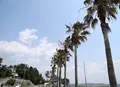トロピカルな海岸の写真_132043