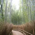 嵯峨野 竹林の道の写真_258833