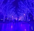 代々木公園の写真_106502