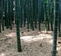 報国寺（竹寺）の写真_138445