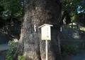 五所神社の写真_20539