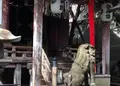 安井金比羅宮の写真_22564