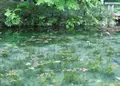 モネの池（名もなき池）の写真_180692