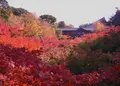 東福寺の写真_204699