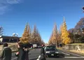 明治神宮外苑いちょう並木の写真_210145